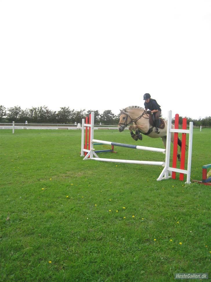 Fjordhest flayans ziwago R.I.P billede 13