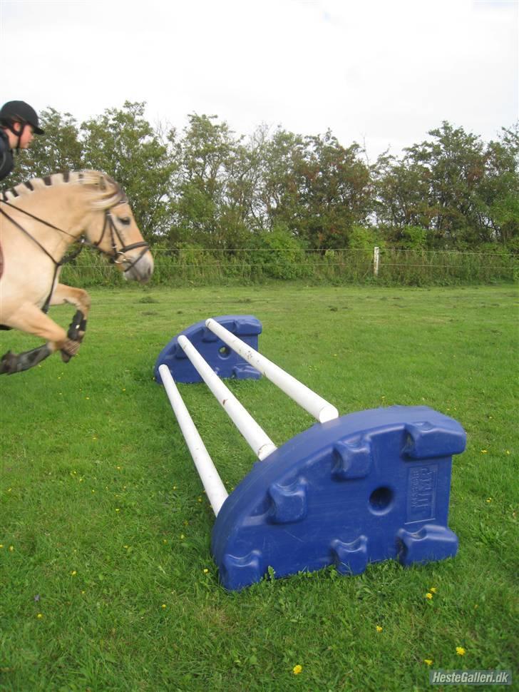 Fjordhest flayans ziwago R.I.P billede 14