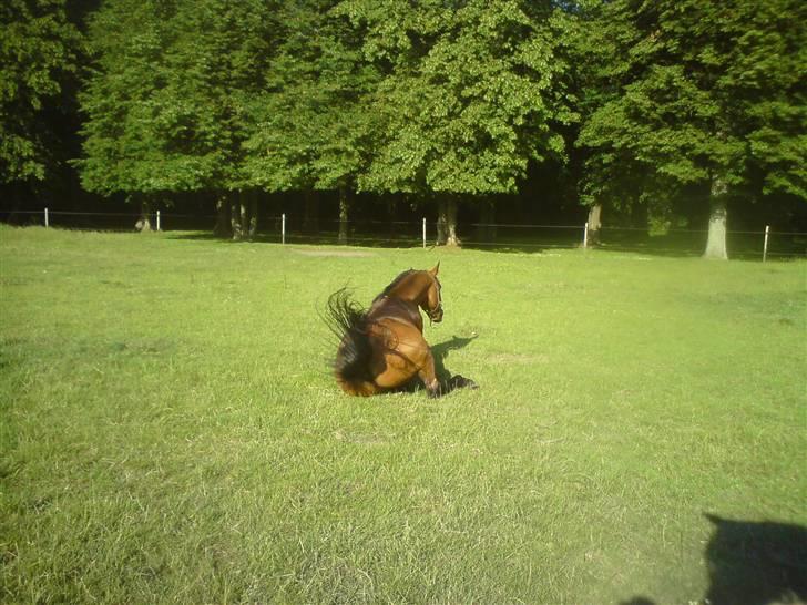 Arabisk fuldblod (OX) Pi OX *tidligere part* - Skulle lige rulle sig efter en hård dressurtime ;o) billede 18