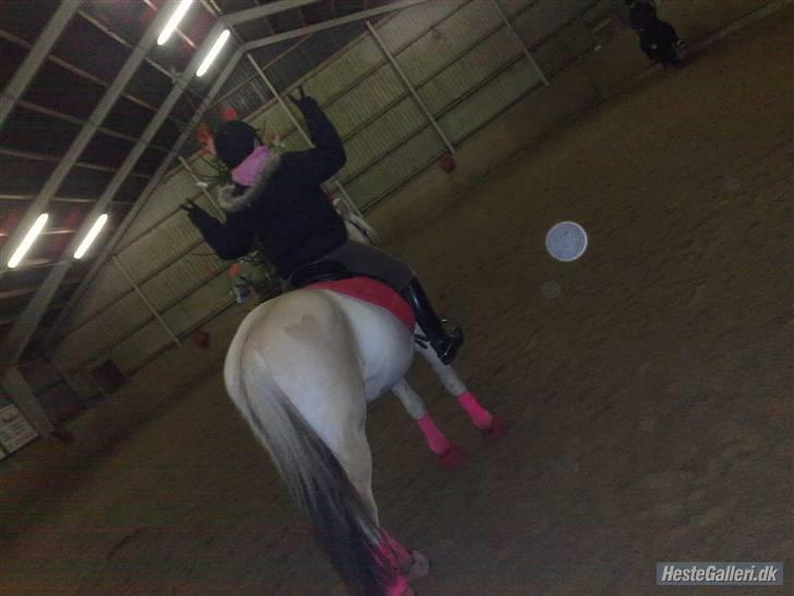 Fjordhest flayans ziwago R.I.P billede 15