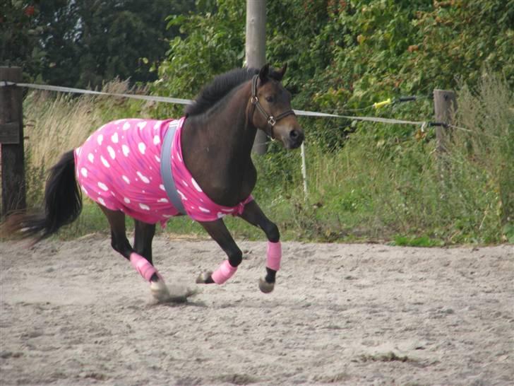 New Forest Romeo's Harlye<3  billede 1