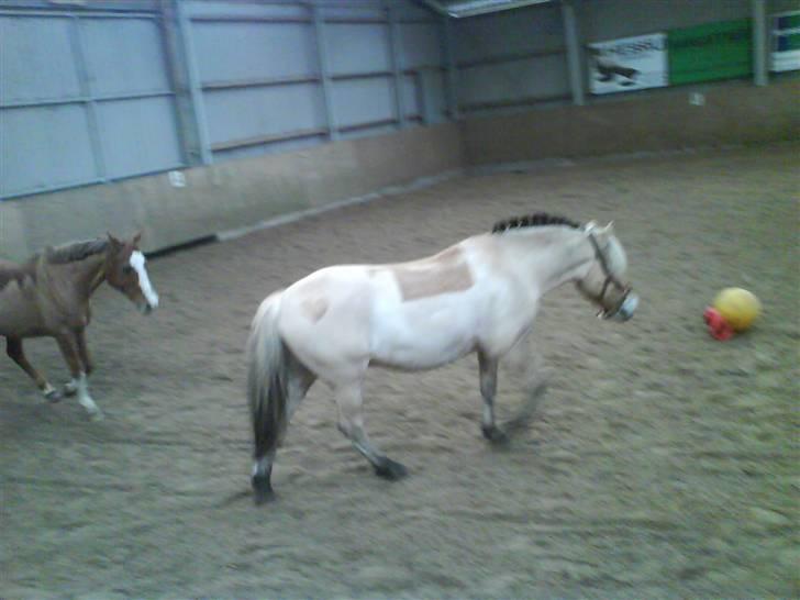 Fjordhest flayans ziwago R.I.P billede 16