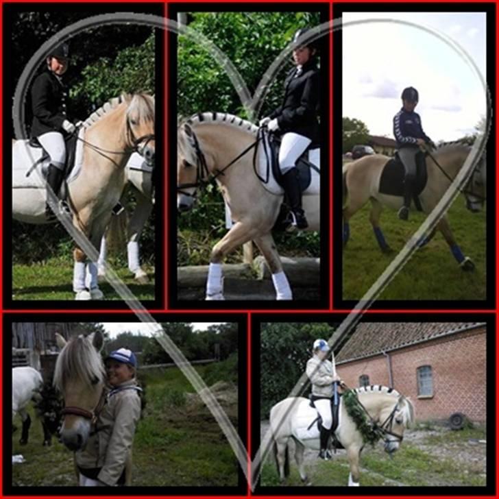 Fjordhest flayans ziwago R.I.P billede 17