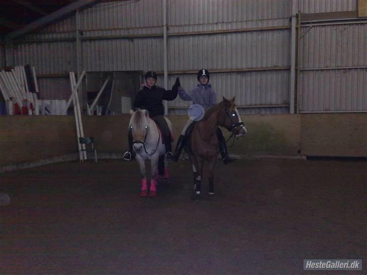 Fjordhest flayans ziwago R.I.P billede 18