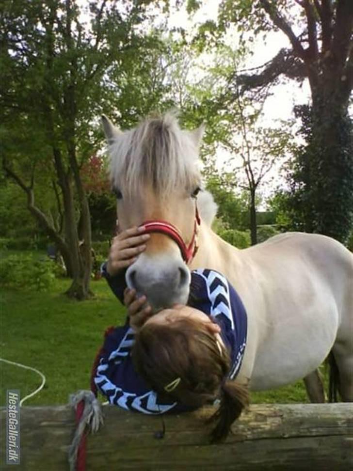 Fjordhest flayans ziwago R.I.P billede 19