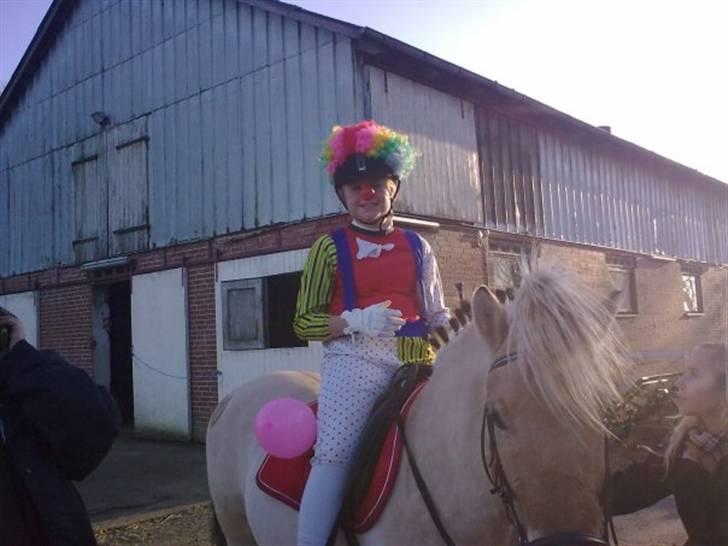 Fjordhest flayans ziwago R.I.P billede 20