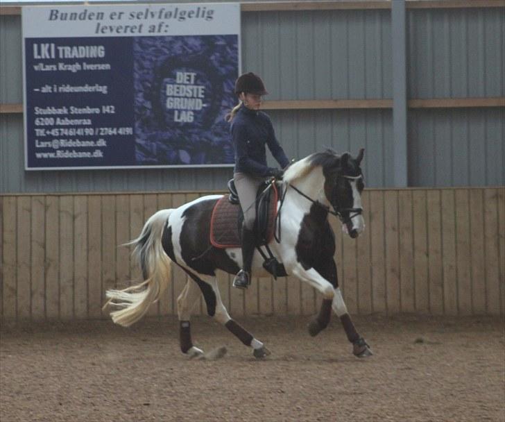 Pinto Pearl of Mississippi - Dejlig galop  billede 10