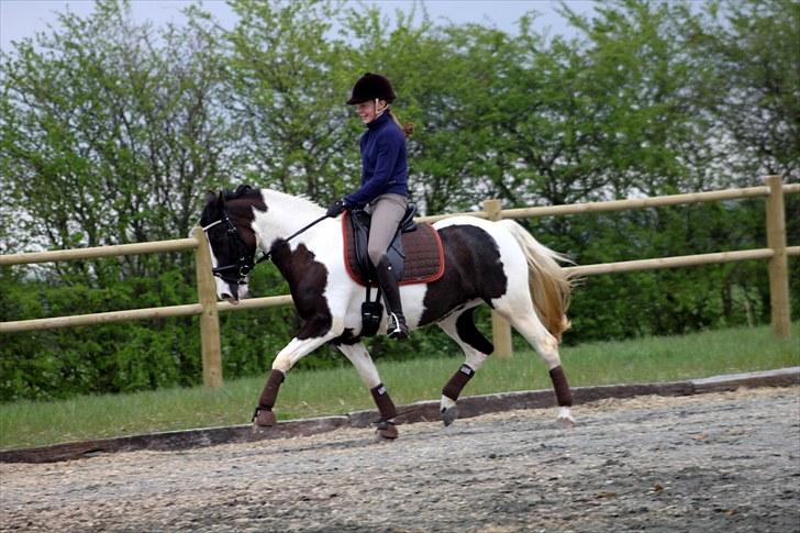 Pinto Pearl of Mississippi - Smukke pony :* billede 13