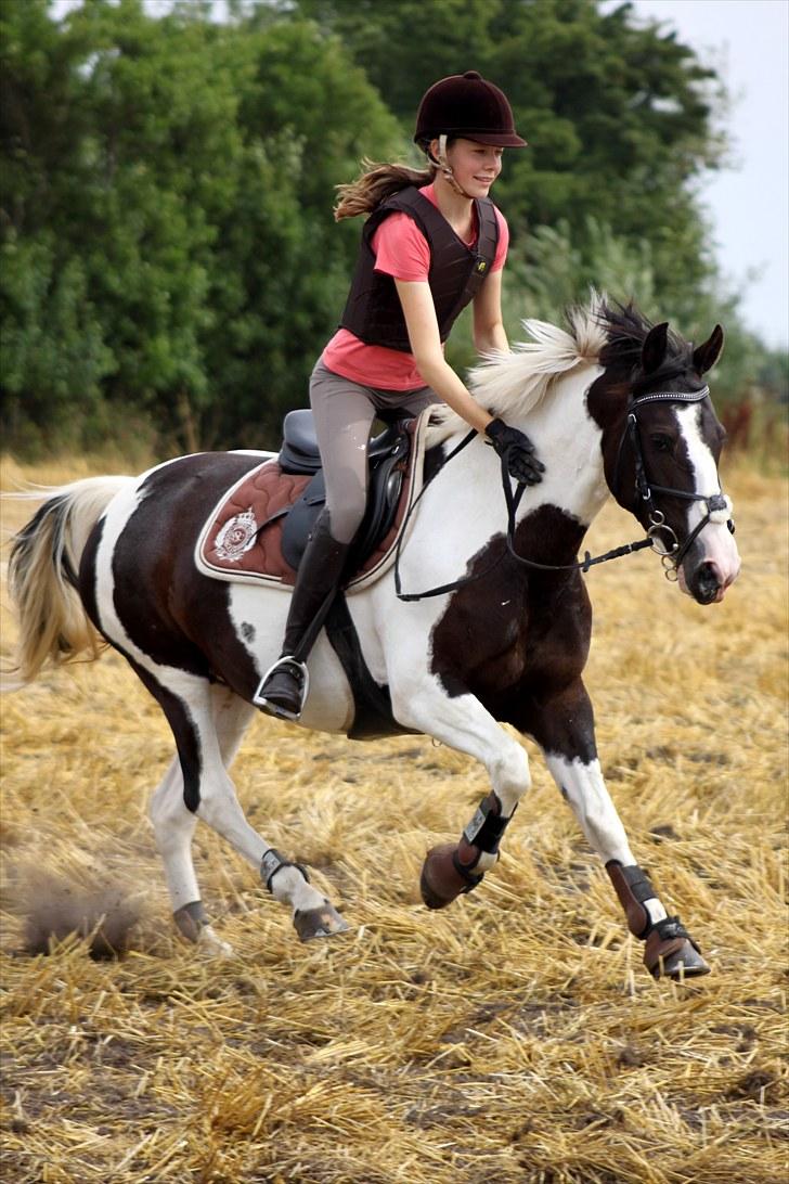 Pinto Pearl of Mississippi - Verdens bedste pony på tur <3 Taget af Signe billede 7