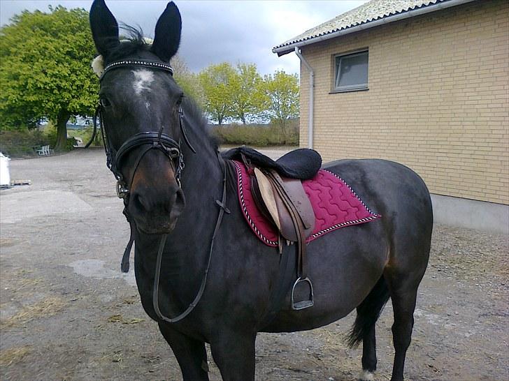 Oldenborg Gry billede 1