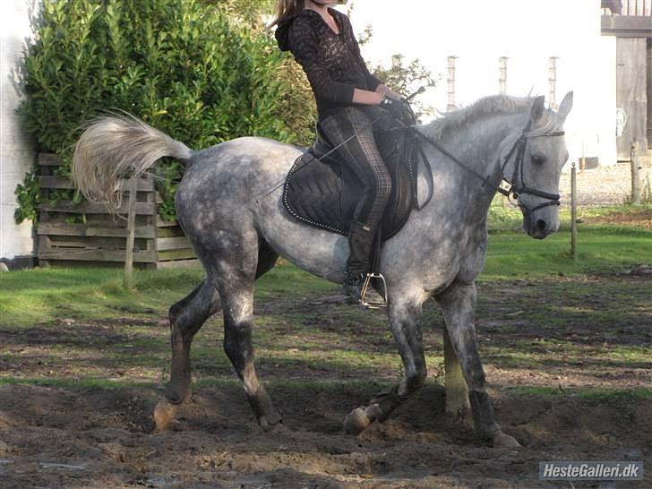 Anden særlig race Aladin *tidl lånepony. billede 8