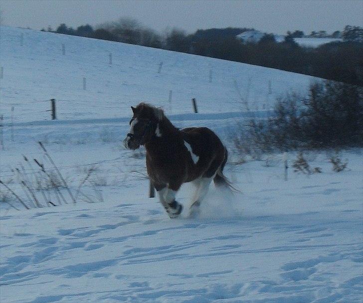 Pinto sweety MINBEDSTEVEN - 18. elsker den pony:<3 billede 18