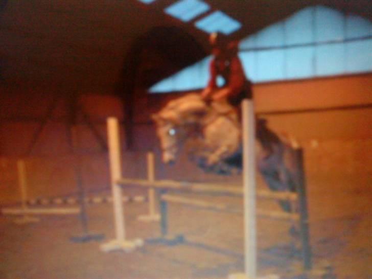 Anden særlig race Aladin *tidl lånepony. - springtræning :D  billede 9