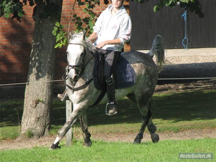 Anden særlig race Aladin *tidl lånepony. billede 10