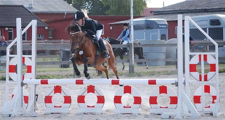 Belgisk Sportspony Ultra Star - endnu et godt billede, jaa, øhh men det er altså stadig lidt lavt billede 15