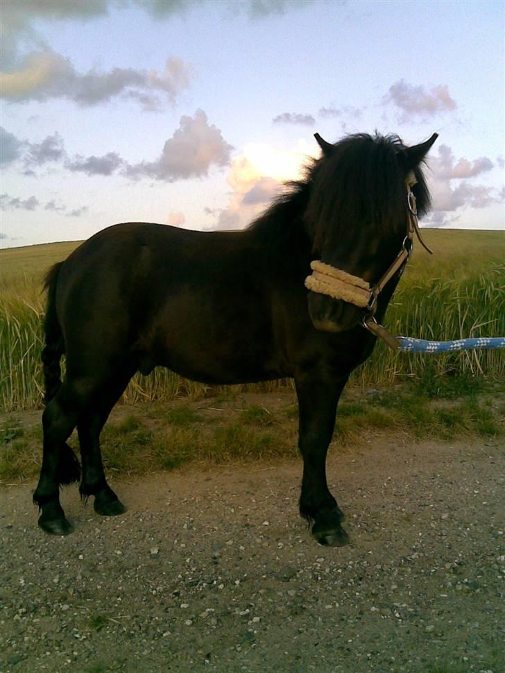 Shetlænder Tøffe - Jeg så hingestede<3 billede 5
