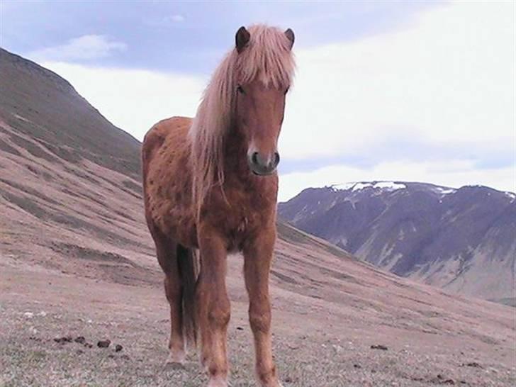 Islænder Skálmar frá Skeggsstöðum - Skálmar på Island billede 12