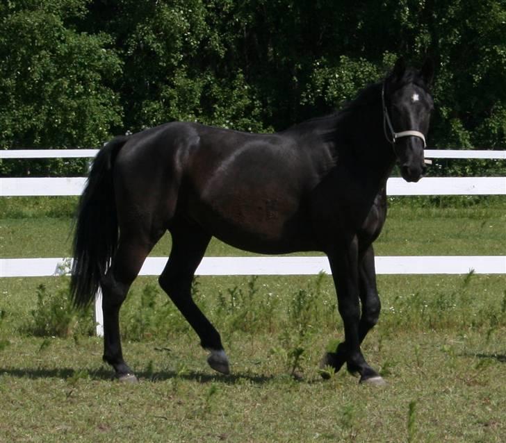 Anden særlig race shaion billede 2