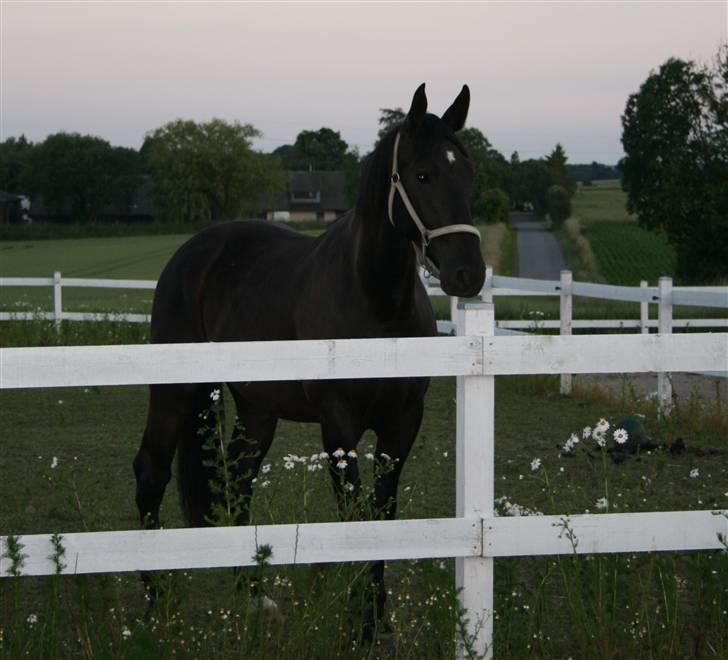 Anden særlig race shaion billede 3