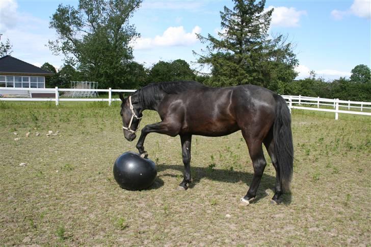 Anden særlig race shaion - det er da en mærkelig ting billede 4