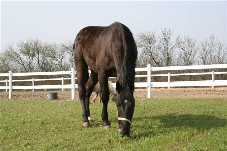 Anden særlig race shaion billede 5