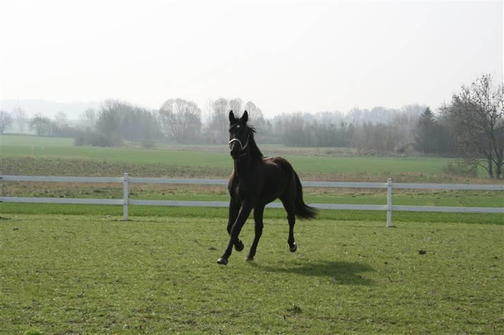 Anden særlig race shaion - nu kommer jeg billede 6