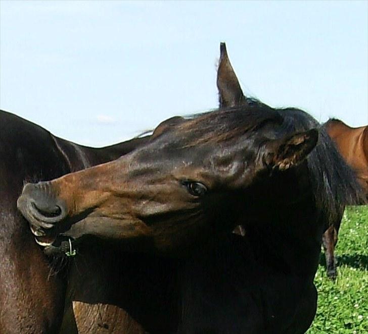Dansk Varmblod Aagaardens Chirac (Min) R.I.P. :'( - Chirac 1 år - uuh, det klør! billede 2