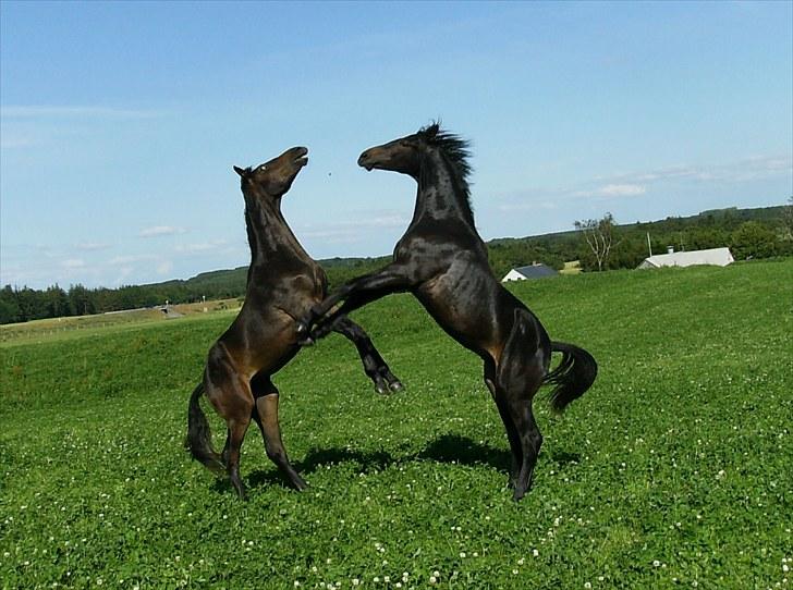 Dansk Varmblod Aagaardens Chirac (Min) R.I.P. :'( - Chirac 1 år og Savoy.. De leger lige lidt :) billede 3