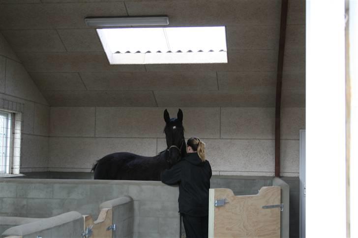 Anden særlig race shaion - den første dag hos mig han er lige ankommet for 5 min. siden billede 7