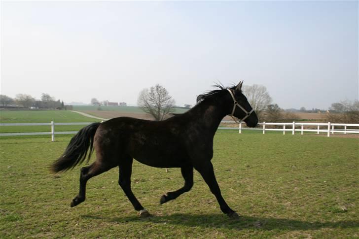 Anden særlig race shaion billede 8