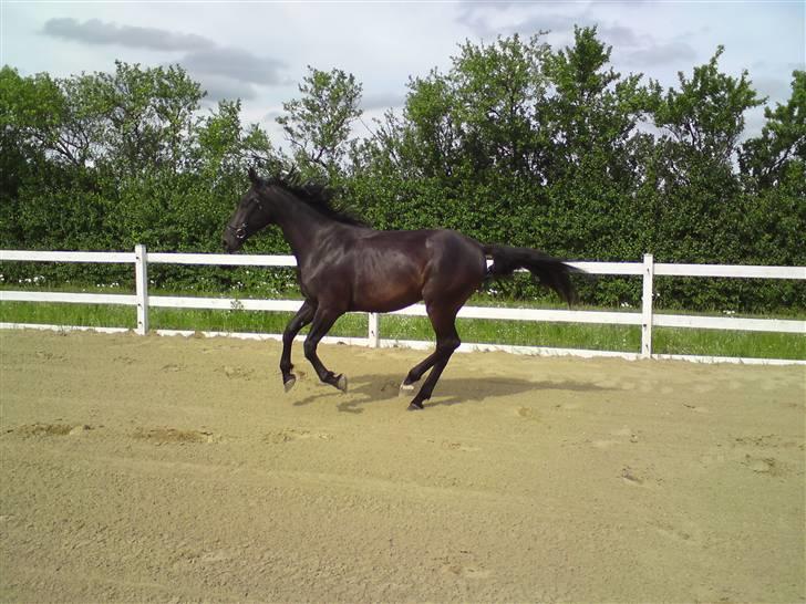 Anden særlig race shaion - første gang med trense på billede 9