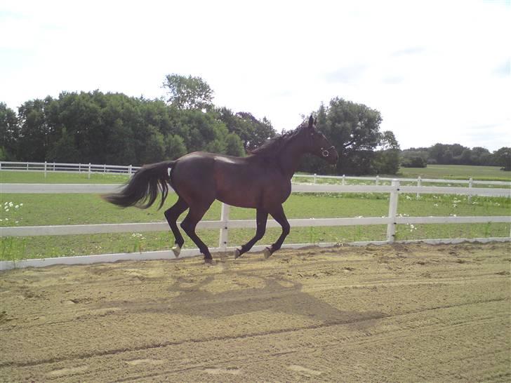 Anden særlig race shaion billede 10