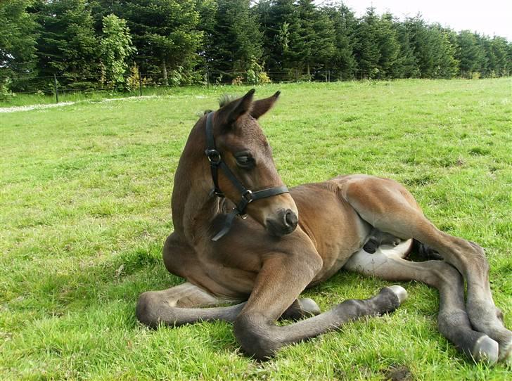 Dansk Varmblod Aagaardens Chirac (Min) R.I.P. :'( - Her er han nogel uger gammel :) billede 4