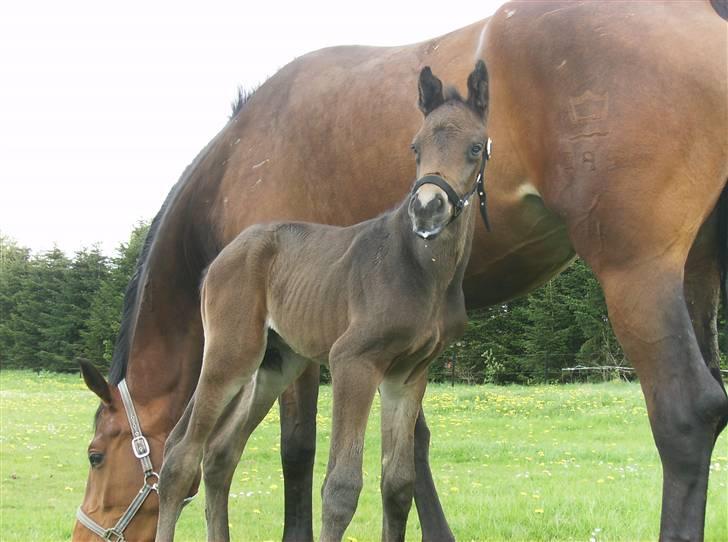 Dansk Varmblod Aagaardens Chirac (Min) R.I.P. :'( - 1 dag gammel og mælkeskæg ;P Han er bare SKØN! billede 5