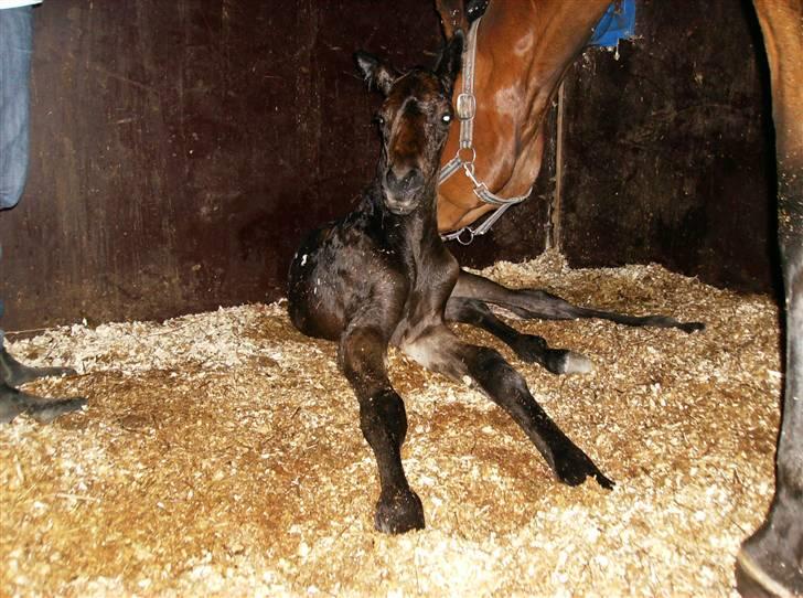 Dansk Varmblod Aagaardens Chirac (Min) R.I.P. :'( - Lige født :) billede 6
