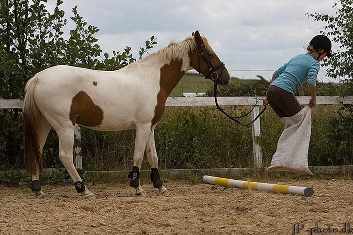 Pinto Amanda - " Man diskuterer med en hingst,
kommanderer med en vallak,
og skal spørge en hoppe om lov." JP-photo (www.jp-photo.dk).   billede 9