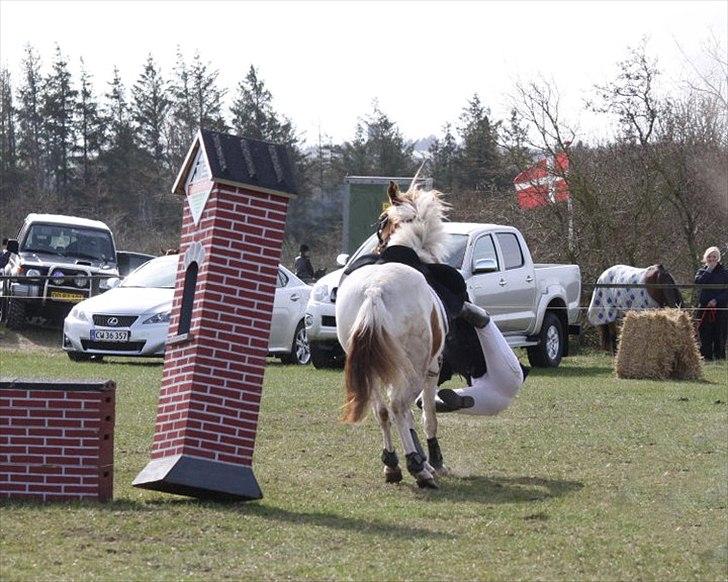 Pinto Amanda - It is not enough for a man to know how to ride; he must know how to fall.  ( citat; Mexican Proverb )
 Lisa Jørgensen :-* billede 13