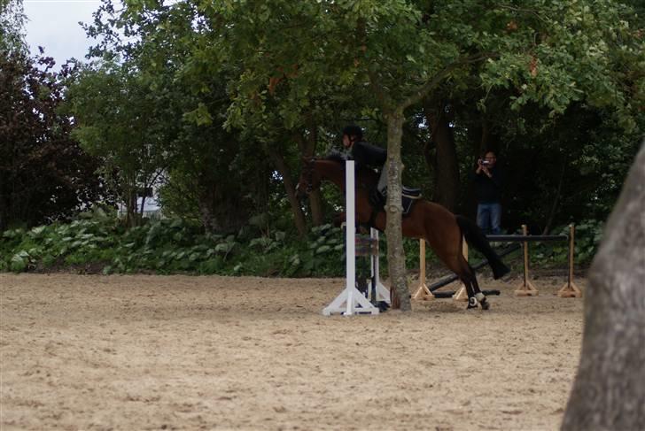 Anden særlig race Nørremarks Dunja billede 20