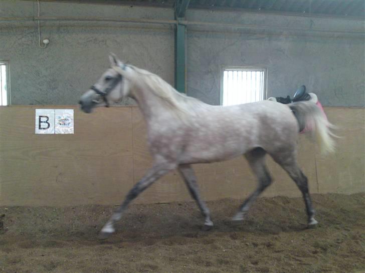 Arabisk fuldblod (OX) Farasha Al-Sahra † <3 billede 13