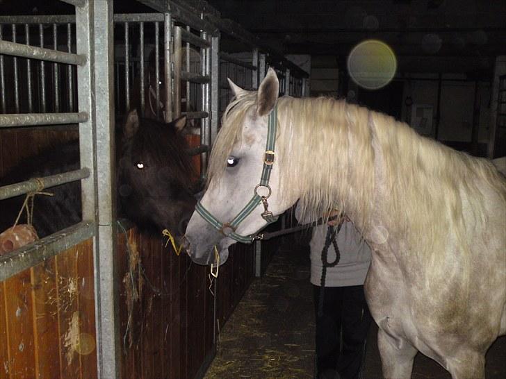 Arabisk fuldblod (OX) Farasha Al-Sahra † <3 - den dag jeg fik hende billede 14