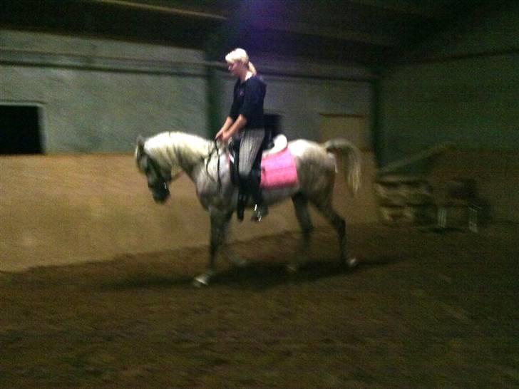 Arabisk fuldblod (OX) Farasha Al-Sahra † <3 billede 15