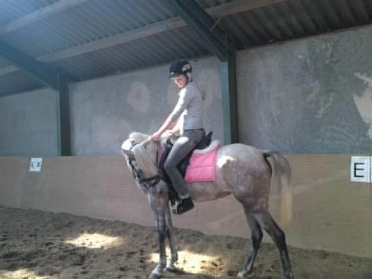 Arabisk fuldblod (OX) Farasha Al-Sahra † <3 billede 16