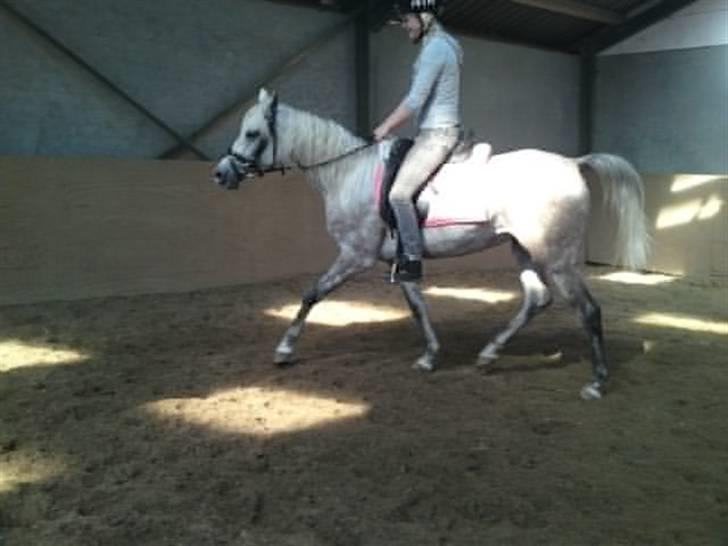 Arabisk fuldblod (OX) Farasha Al-Sahra † <3 billede 17