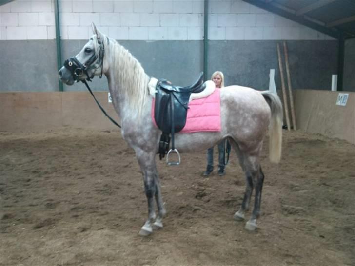 Arabisk fuldblod (OX) Farasha Al-Sahra † <3 billede 18