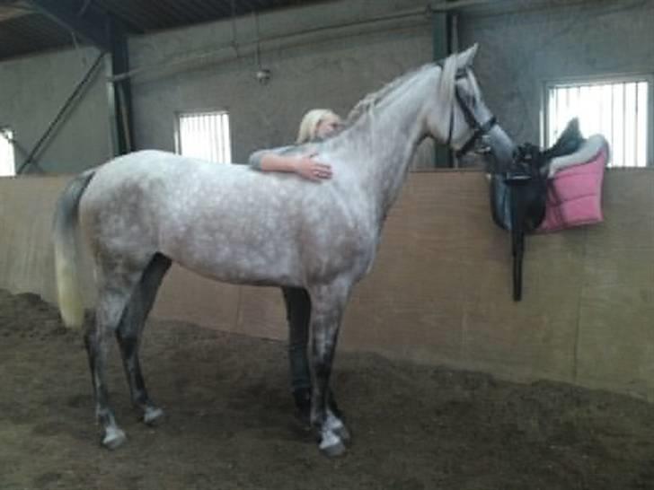 Arabisk fuldblod (OX) Farasha Al-Sahra † <3 billede 20