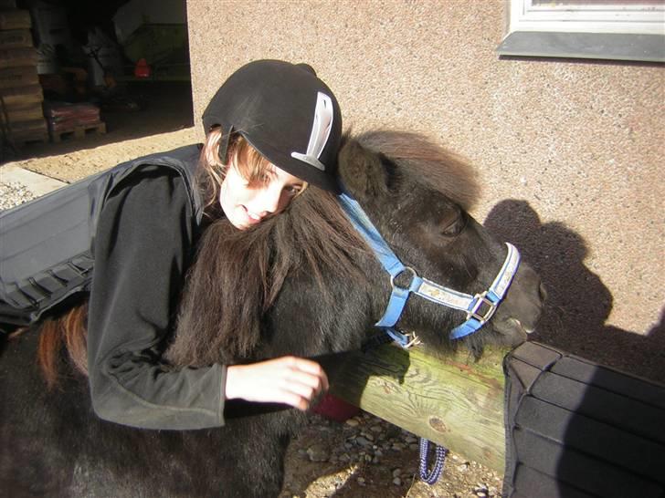 Shetlænder Fellin Af Nørvang billede 12