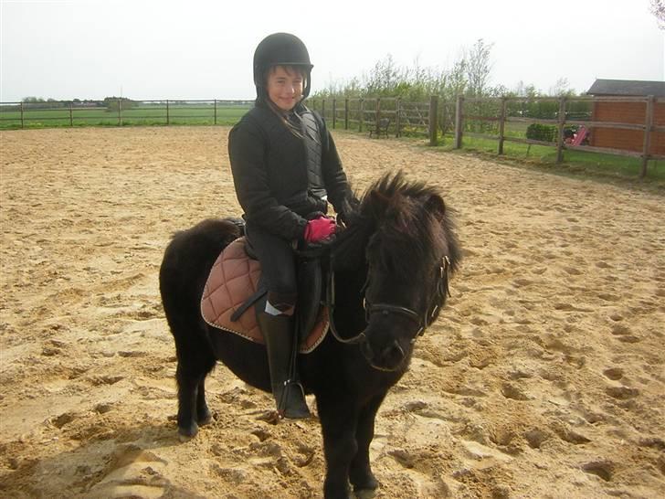 Shetlænder Fellin Af Nørvang billede 13