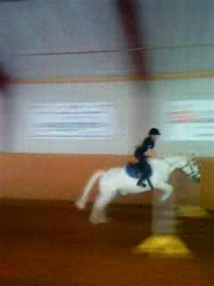 Anden særlig race DBR's Bamse billede 4