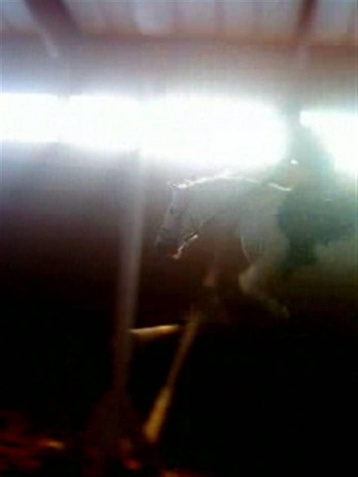 Anden særlig race DBR's Bamse billede 5