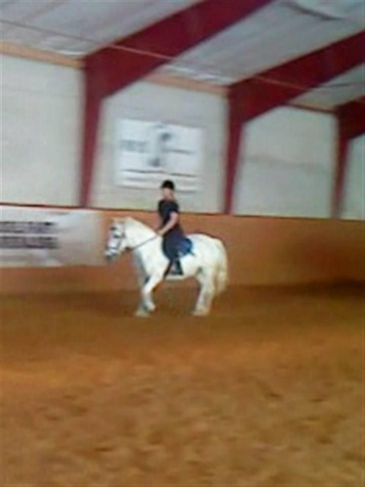 Anden særlig race DBR's Bamse billede 6